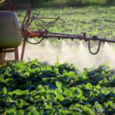 PESTICIDE RESIDUES