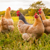 ANALISI SU ALIMENTI DEDICATI AL CONSUMO ANIMALE